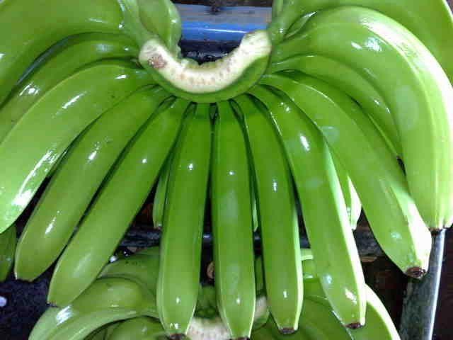 Banana Cavendish - Almacenes El Platanero Dominicano S.R.L